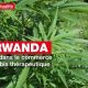 KKOG devient la première entreprise à obtenir une licence d'exportation de cannabis au Rwanda