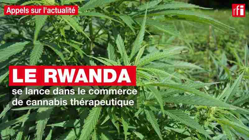 KKOG devient la première entreprise à obtenir une licence d'exportation de cannabis au Rwanda