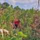 Les Malawites bravent les chocs climatiques et les formalités administratives pour produire du vin de banane