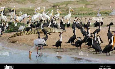 Un oiseau africain à taille humaine qui se nourrit de crocodiles et de serpents