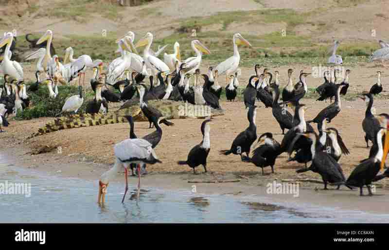 Un oiseau africain à taille humaine qui se nourrit de crocodiles et de serpents