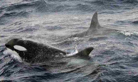 Un seul orque vu en train de tuer un grand requin blanc au large des côtes sud-africaines