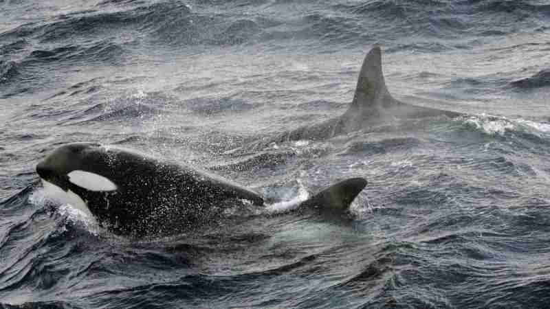 Un seul orque vu en train de tuer un grand requin blanc au large des côtes sud-africaines