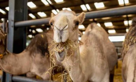 Le chameau remplace la vache en raison du changement climatique en Afrique