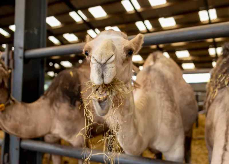 Le chameau remplace la vache en raison du changement climatique en Afrique