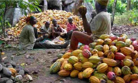 Culture du café et du cacao en Afrique...Est-ce une erreur stratégique ?