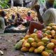 Culture du café et du cacao en Afrique...Est-ce une erreur stratégique ?