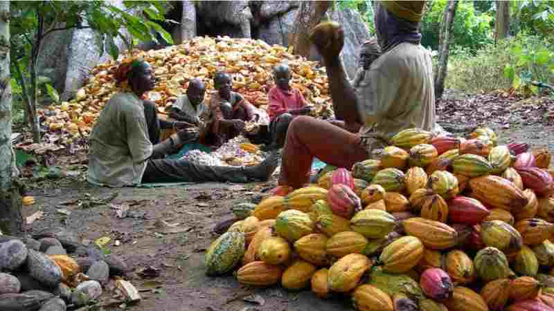 Culture du café et du cacao en Afrique...Est-ce une erreur stratégique ?