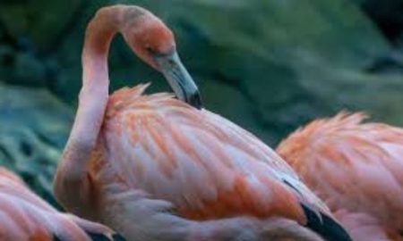 Les flamants roses sont menacés d'extinction en Afrique