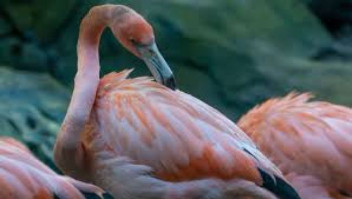 Les flamants roses sont menacés d'extinction en Afrique