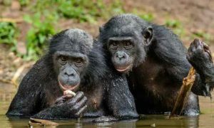Étude: l'extraction de minerais minéraux en Afrique menace la vie de 30% des singes