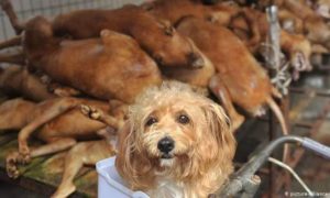 Saisie de grandes quantités de viande de chien périmée et de substances empoisonnées en Algérie