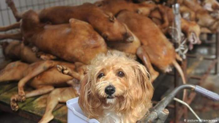 Saisie de grandes quantités de viande de chien périmée et de substances empoisonnées en Algérie