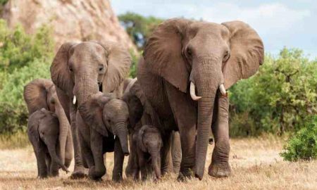 Le Botswana menace d'envoyer 20 mille éléphants en Allemagne