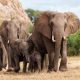 Le Botswana menace d'envoyer 20 mille éléphants en Allemagne