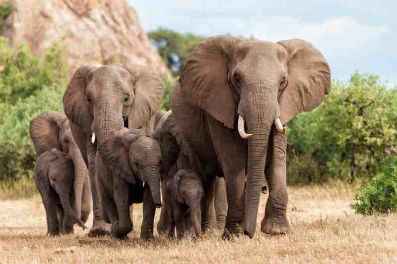 Le Botswana menace d'envoyer 20 mille éléphants en Allemagne