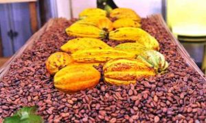 La Côte d'Ivoire va augmenter le prix officiel du cacao à la ferme