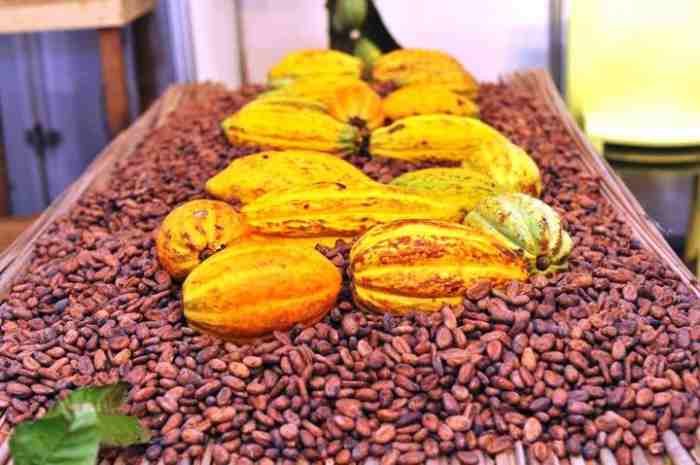La Côte d'Ivoire va augmenter le prix officiel du cacao à la ferme