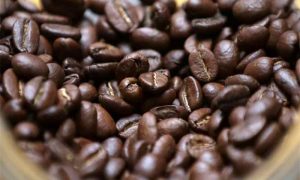 Après 40 ans d'expérience, le succès de la culture du café pour la première fois en Egypte