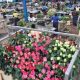 Le Royaume-Uni suspend les droits de douane mondiaux sur les fleurs coupées, une victoire pour les exportateurs africains