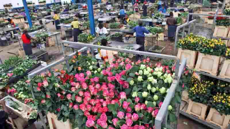 Le Royaume-Uni suspend les droits de douane mondiaux sur les fleurs coupées, une victoire pour les exportateurs africains