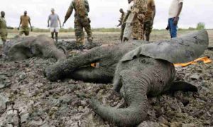 La mort d'éléphants déclenche un appel kenyan pour que la Tanzanie réduise la chasse