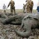 La mort d'éléphants déclenche un appel kenyan pour que la Tanzanie réduise la chasse