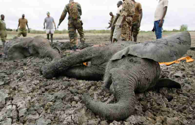 La mort d'éléphants déclenche un appel kenyan pour que la Tanzanie réduise la chasse