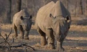 La Namibie enquête sur la recrudescence du braconnage de rhinocéros dans le parc d'Etosha
