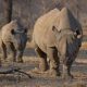 La Namibie enquête sur la recrudescence du braconnage de rhinocéros dans le parc d'Etosha