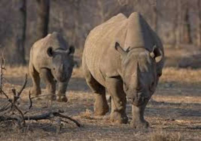 La Namibie enquête sur la recrudescence du braconnage de rhinocéros dans le parc d'Etosha