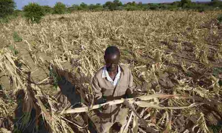 Zimbabwe: La sécheresse liée à El Nino menace la production de maïs