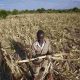 Zimbabwe: La sécheresse liée à El Nino menace la production de maïs