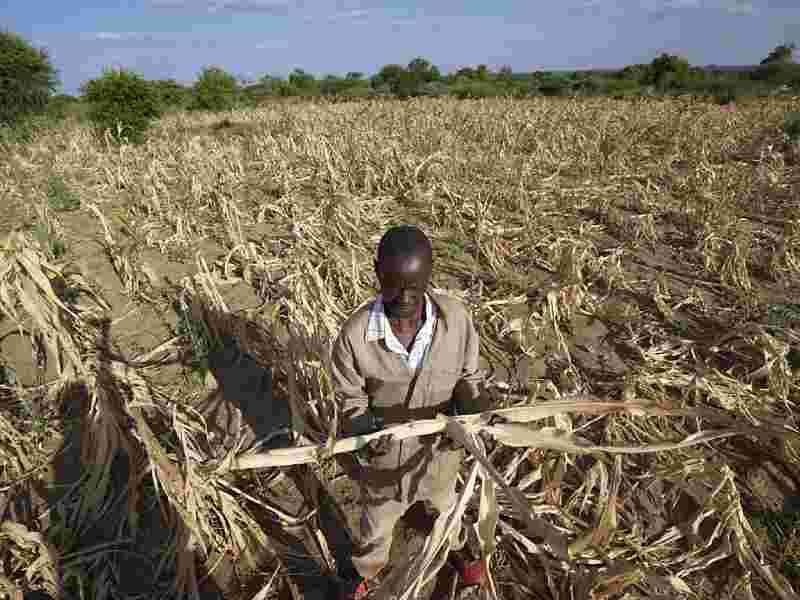 Zimbabwe: La sécheresse liée à El Nino menace la production de maïs