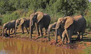 Les pays d'Afrique australe procèdent à un recensement de leurs éléphants