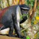 Les singes Roloway d'Afrique de l'Ouest, l'une des espèces les plus menacées, arrivent au zoo britannique