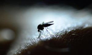 Afrique: Une nouvelle étude suggère que le changement climatique pourrait entraîner une baisse du risque de paludisme