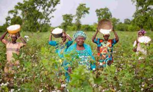 Better Cotton, en collaboration avec Afreximbank, se joint aux efforts de l'OMC pour développer la production durable de coton en Afrique