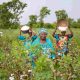 Better Cotton, en collaboration avec Afreximbank, se joint aux efforts de l'OMC pour développer la production durable de coton en Afrique