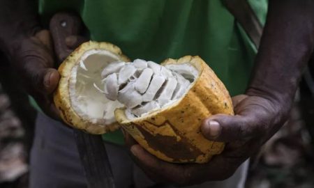 Cameroun: les chocolatiers pressés par les prix élevés du cacao