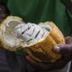 Cameroun: les chocolatiers pressés par les prix élevés du cacao