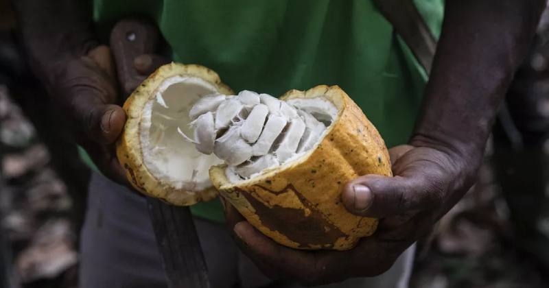 Cameroun: les chocolatiers pressés par les prix élevés du cacao