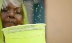 Djibouti lutte contre la vague mortelle de paludisme avec des moustiques OGM