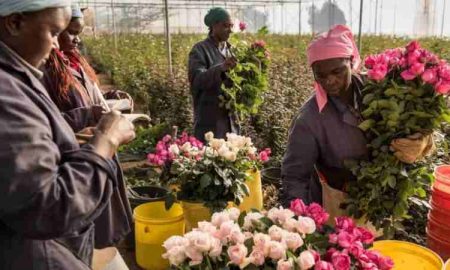 Le Kenya accueillera des acheteurs de fleurs de 75 pays pour la 11e édition de l'Exposition Internationale du Commerce des fleurs