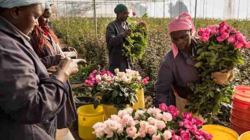 Le Kenya accueillera des acheteurs de fleurs de 75 pays pour la 11e édition de l'Exposition Internationale du Commerce des fleurs