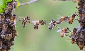 Journée mondiale des abeilles: les apiculteurs kenyans luttent contre les aléas croissants