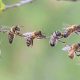 Journée mondiale des abeilles: les apiculteurs kenyans luttent contre les aléas croissants