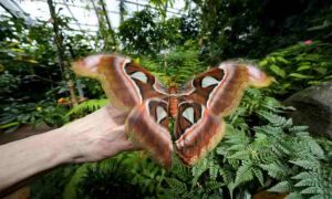 Un musée italien recrée la forêt de papillons tanzanienne