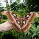 Un musée italien recrée la forêt de papillons tanzanienne